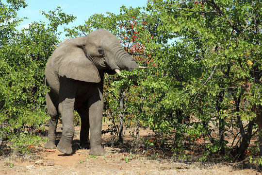 Afrikanischer Elefant / African elephant / Loxodonta africana