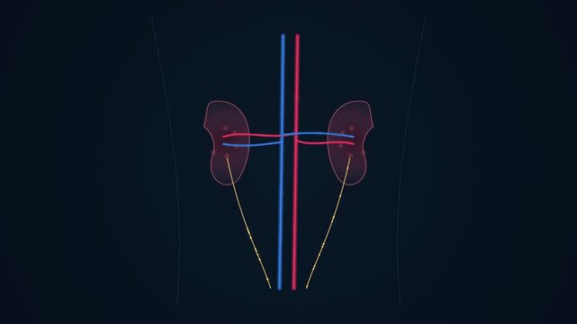 Human kidneys anatomy diagram showing renal arteries and veins with ureters on a dark blue background