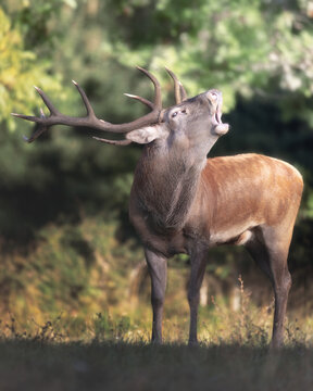 View of a majestic red deer stag roaring in the forest of the National Park of Abruzzo in Pescasseroli, Abruzzo, Italy.