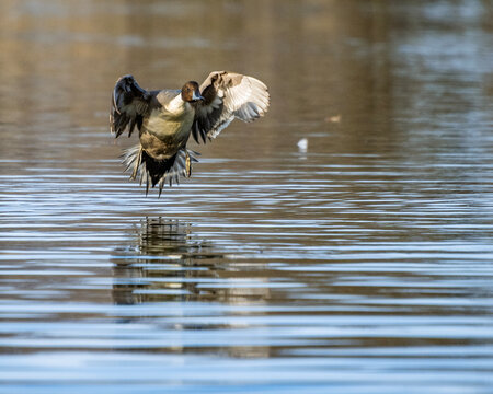 Northern pintail duck flies over water with wings spread, creating ripples on the calm surface during a sunny day in a natural setting