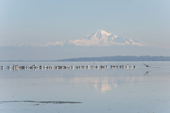 Mountains stand behind a group of birds resting on a lake during daylight hours