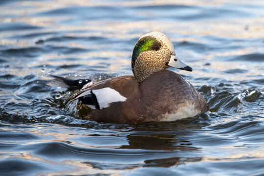 American widgeon duck swimming in a lake during daylight