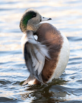 American widgeon duck flapping wings on water in a natural setting during daylight hours