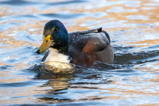 Hybrid duck swims on the water in a park during the early morning hours near a quiet pond
