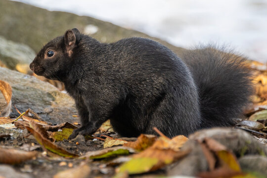 Black squirrel on the ground among leaves near a water edge during daytime