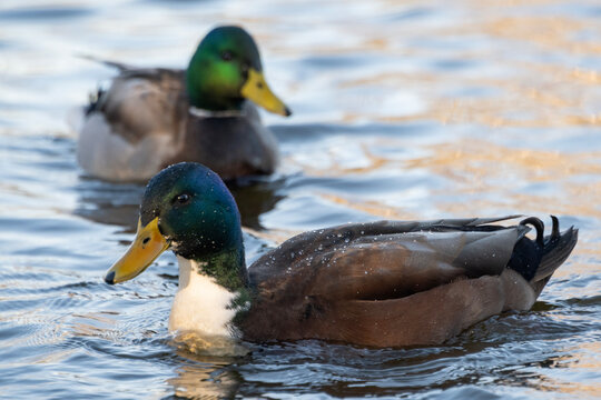 Ducks swim in the lake during the daytime with water ripples and sunlight reflecting