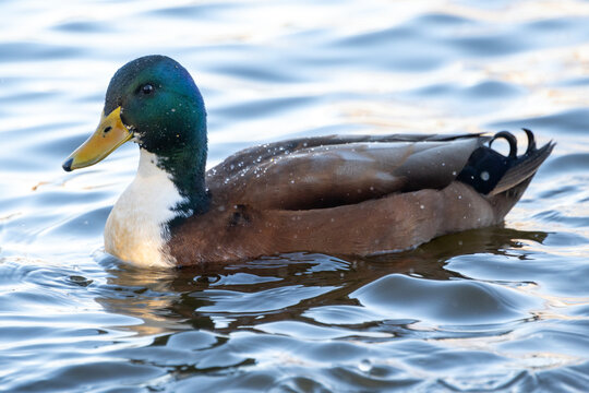 Duck swimming in a pond with rippling water during daylight hours
