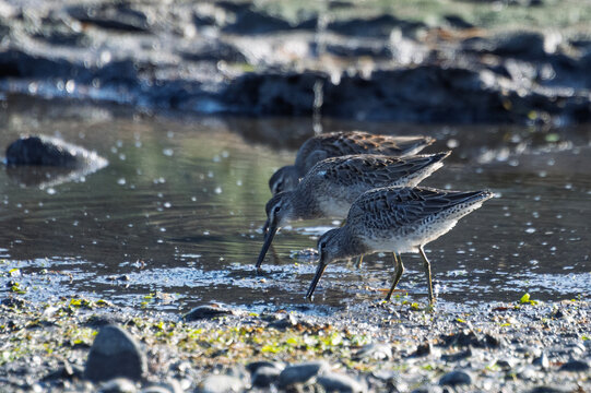 Yellow leg birds feeding in shallow water near a riverbank during early morning light