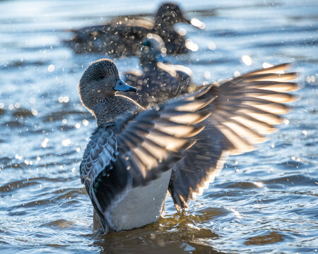 Ducks splash in the water while flapping their wings during a sunny day