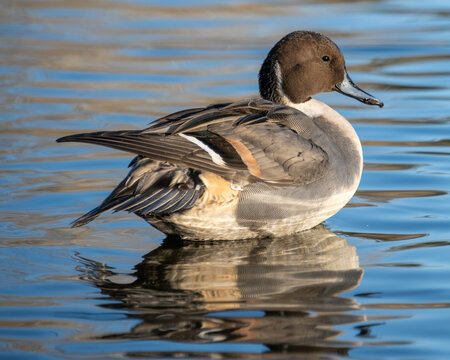 Northern pintail duck swims on calm water in a natural setting during daylight