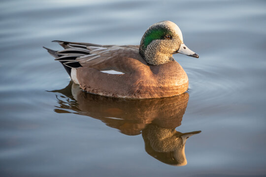 Duck swims in calm water during afternoon at a local pond