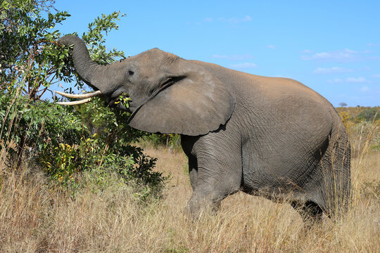 Afrikanischer Elefant / African elephant / Loxodonta africana