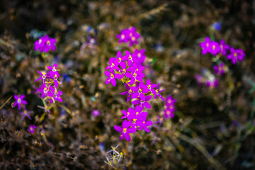 Obraz premium California Centaury wildflower blooms native portrait