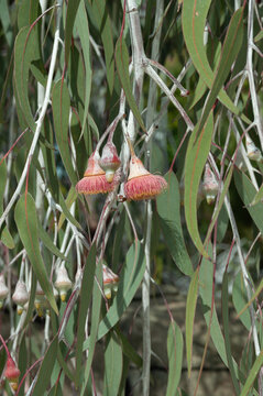 Pink eucalyptus flowers hanging among long narrow leaves, featuring dense stamens, silvery branches and pendant buds characteristic of flowering Australian gum trees.