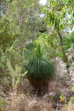 Australian grass tree growing in Western Australia bushland, with a dense rounded crown of narrow green leaves surrounded by eucalyptus trees and native vegetation.