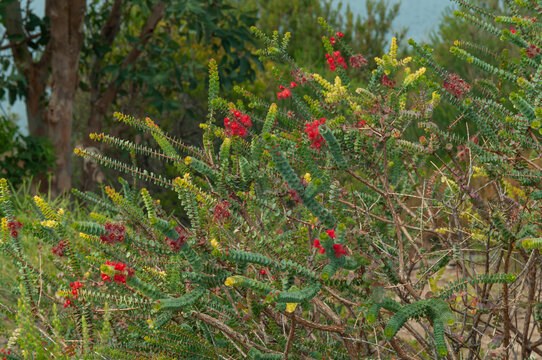 Verticordia grandis shrub with red flowers and dense rounded leaves growing outdoors, an Australian native plant with colorful foliage and distinctive flowering branches.