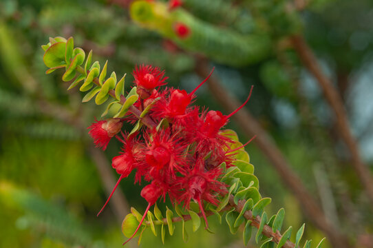 Verticordia grandis red flowers with long stamens and rounded green leaves, an unusual Australian native wildflower with vivid color and distinctive ornamental form.
