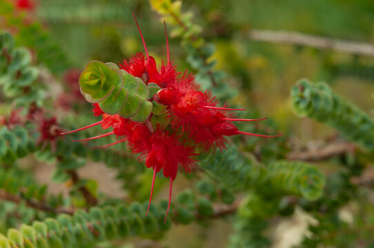 Verticordia grandis displaying vivid scarlet blooms among compact green leaves, an unusual Australian wildflower valued for its distinctive ornamental appearance.