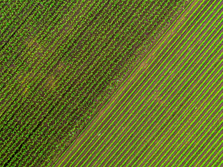 Obraz premium Aerial view of agricultural fields showing different crops