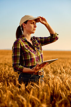 Female farmer using digital tablet in wheat field at sunset, monitoring crop