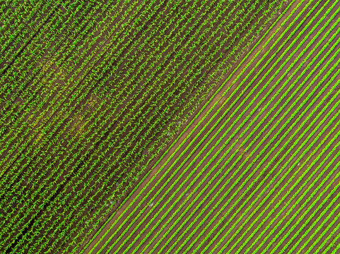 Aerial view of agricultural fields showing different crops