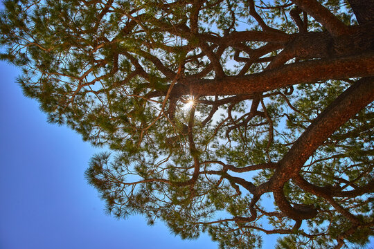 Sunburst Through Tree Branches and Green Needles Against Blue Sky Perspective