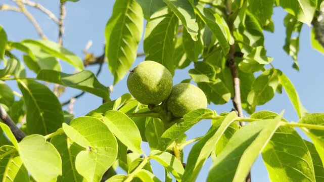 Green walnuts ripen on a leafy branch under the bright sun in Crimea. This peaceful scene inspires feelings of freshness, tranquility, and natural abundance in the garden.