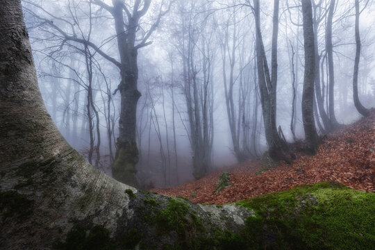 View of the misty forest at Prati di Tivo with tall bare trees, mossy bark, and a carpet of fallen autumn leaves in Prati di Tivo, Abruzzo, Italy.