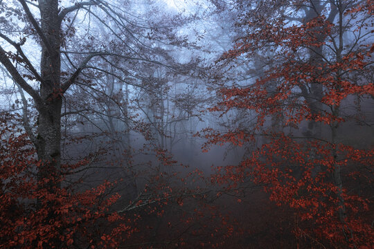 View of the misty autumn forest with vibrant red and orange foliage shrouded in dense fog, creating a moody atmosphere in the woods of Prati di Tivo, Abruzzo, Italy.