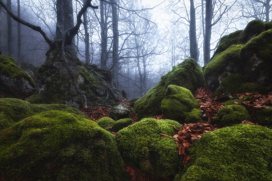 View of moss-covered rocks and fallen autumn leaves in the misty forest of Prati di Tivo, Abruzzo, Italy.