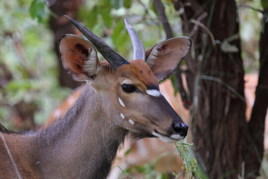 Nyala / Nyala / Tragelaphus angasii