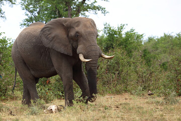 Fototapeta premium Afrikanischer Elefant / African elephant / Loxodonta africana