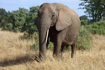 Fototapeta premium Afrikanischer Elefant / African elephant / Loxodonta africana