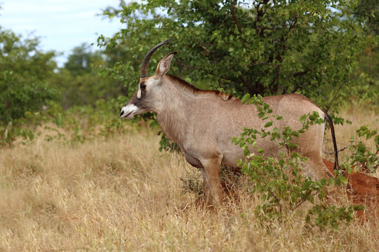 Roanantilope oder Pferdeantilope / Roan antelope / Hippotragus equinus