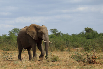 Fototapeta premium Afrikanischer Elefant / African elephant / Loxodonta africana