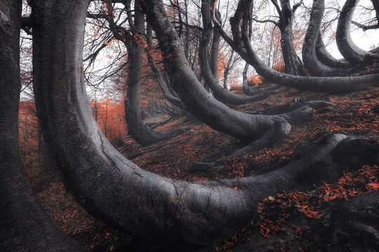 View of the unique curved beech trees in the Bosco del Ceppo forest with dark mossy trunks bending along the forest floor covered in autumn leaves in Ceppo, Abruzzo, Italy.