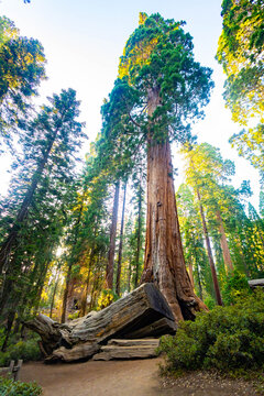 Panoramic Sequoia Tree Morning Sun Kings Canyon