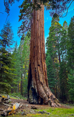 Fototapeta premium General Grant Sequoia Sunrise Kings Canyon National Park