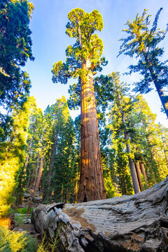 Panoramic Sequoia Tree Morning Sun Kings Canyon