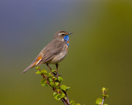 View of a male bluethroat with its distinctive blue throat patch perched on a small leafy branch in Dovre, Innlandet, Norway.
