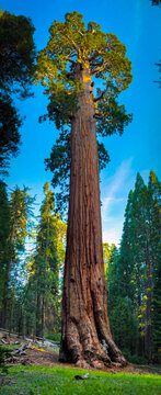 General Grant Sequoia Sunrise Kings Canyon National Park