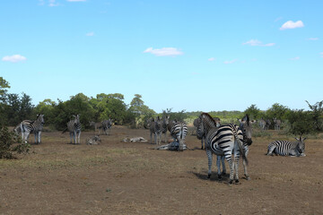 Steppenzebra / Burchell's zebra / Equus quagga burchellii © Ludwig