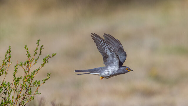 View of a common cuckoo in flight with its wings spread, showing grey plumage and barred underparts against a soft natural background in Dovre, Innlandet, Norway.