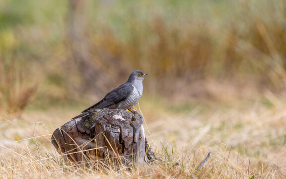 View of a common cuckoo perched on a weathered tree stump in a grassy field in Dovre, Innlandet, Norway.