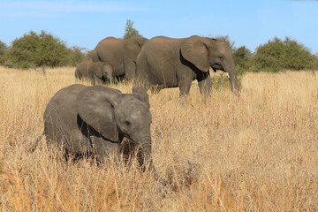 Obraz premium Afrikanischer Elefant / African elephant / Loxodonta africana