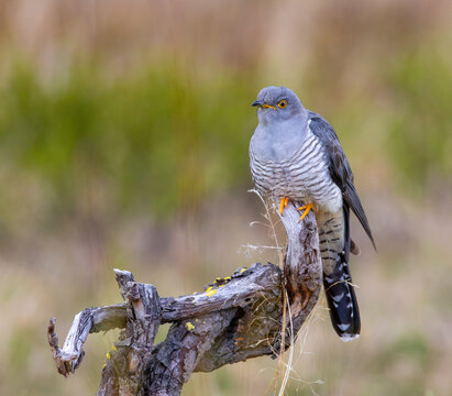 View of a common cuckoo perched on a weathered, lichen-covered branch in the natural landscape of Dovre, Innlandet, Norway.
