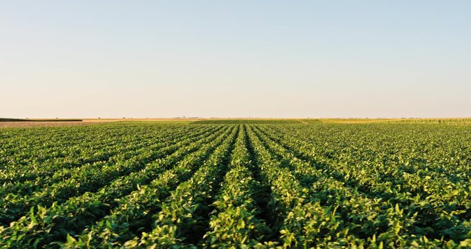 Vast soybean field with green crops extending to the horizon in agricultural land