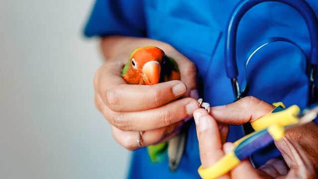 Veterinarian trimming parrot love bird nails at veterinary clinic - Exotic and tropical companion animals
