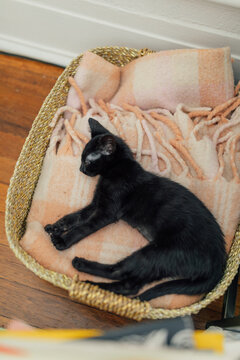 Black kitten sleeping on pink blanket in basket