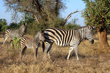 Steppenzebra / Burchell's zebra / Equus quagga burchellii © Ludwig